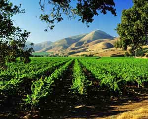 Bien Nacido Vineyard in Santa Maria Valley