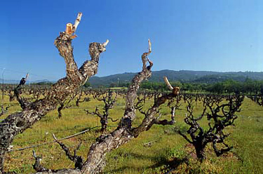 Barricia-Vineyard,-Sonoma