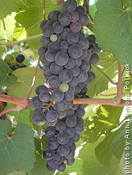 Cabernet-Norton-grape.jpg