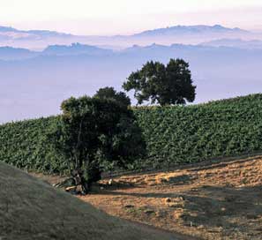 Cardinale vineyards