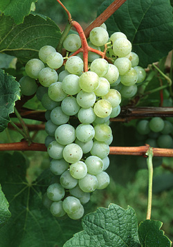 The cold-hardy Cayuga cultivar was developed at Cornell University to withstand the harsh winters of the Northeast.