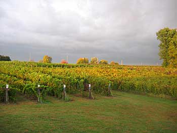 A Domaine Berrien Vineyard