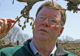 John Held surveys the damage to grapes at Stone Hill Winery.