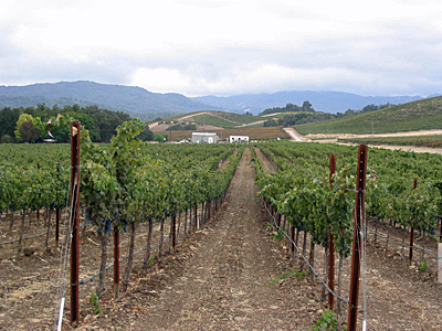 Halter Ranch near harvest with Tablas Creek hills in the background.