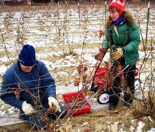 The Ice Harvest