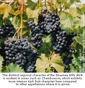 Chambourcin grapes