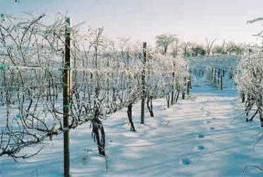 Iowa-Frozen-vineyard-375.jpg