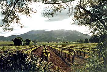 Another view of Lake County vineyards