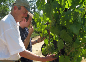  Larkmead-checking-tocai-vines