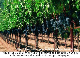 Napa Vintners are committed to hand harvesting