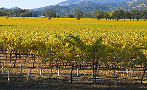 Napa harvest.jpg