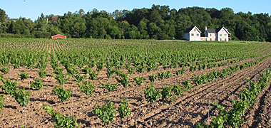 Arrowhead Spring Vineyard