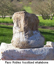 Paso Robles Fossilized Whale Bone