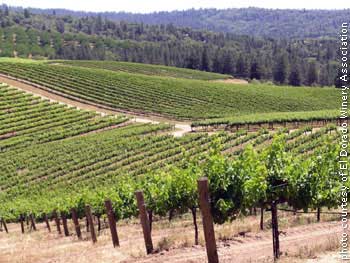 Perry Creek’s vineyards