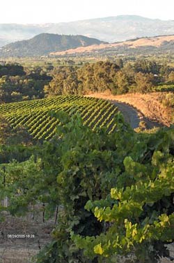 Terroir influences of Russian River Pinot Noir.