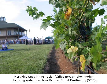 Vertical Shoot Positioning at Raylen Vineyards