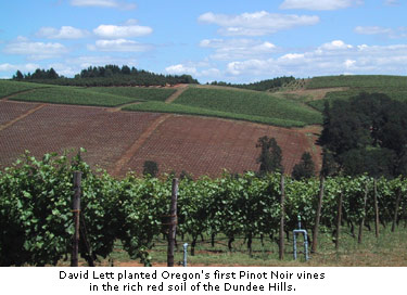  David Lett planted Oregon's first Pinot Noir vines
in the rich red soil of the Dundee Hills.