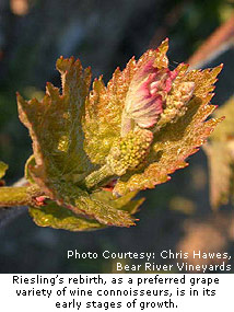 Riesling’s rebirth, as a preferred grape variety of wine connoisseurs is in its early stages of growth.