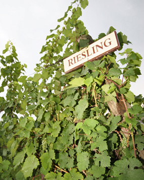 Riesling-vines-