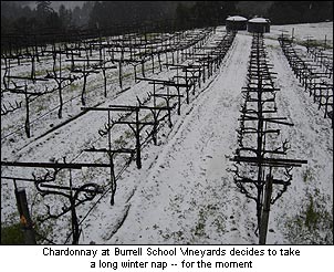 Burrell School’s Chardonnay vineyard under a dusting of snow