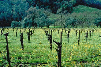 Spring Mountain District vineyards