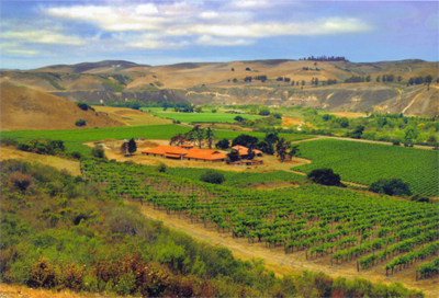 Sanford-vineyard