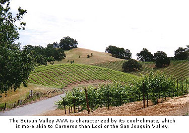 Suisun’s growing conditions are more akin to cool Carneros than Lodi or the San Joaquin Valley