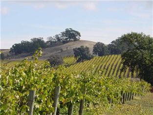 Suisun Valley vineyard