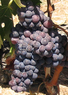 Syrah-235.jpg