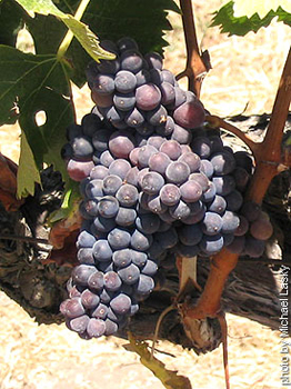 Syrah-Shiraz-grape-262.jpg