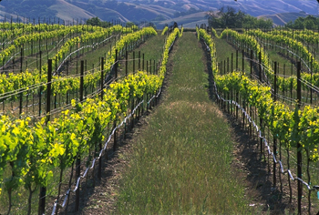 Wente_Vineyards_330.jpg