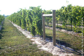 Zinthiana-vineyard.jpg