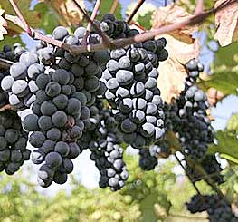 Zweigelt grapes