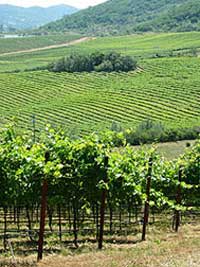 Atlas Peak vineyard