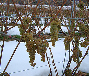  ben-bridge-icewine-300.jpg