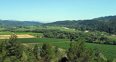 Calistoga vineyards looking south