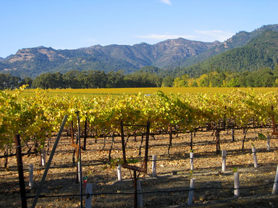 Calistoga vineyard looking north