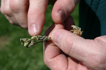 Closeup of dead buds on Missouri vines.