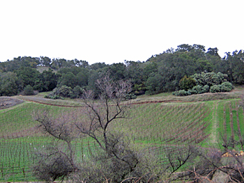  Haltervines: newly planted Picpoul and Grenache Blanc on the hillside.