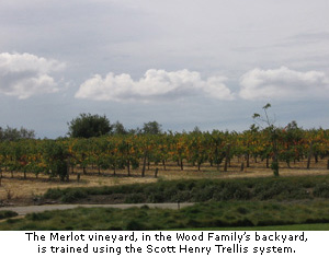 The Merlot vineyard in Rhonda’s back yard is trained with the Scott Henry Trellis system.