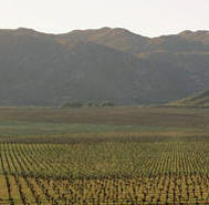 mexican-vineyard