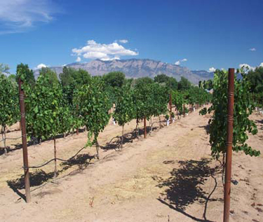  milagro-vineyard-375.jpg