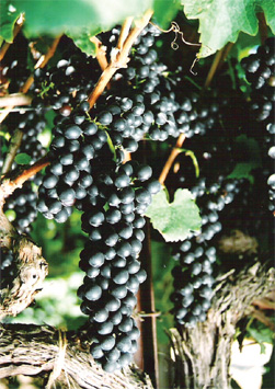 The genetic origin of California's Petite Sirah has been traced to the Rhone's obscure Durif grape - a late 19th century crossing of Syrah and Peloursin.