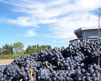 Pinot Noir Grapes