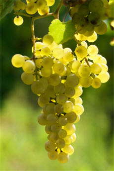 riesling-cluster-230.jpg