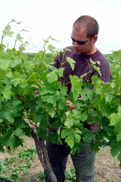  Rob_Chowanietz in_vineyard_250.jpg 