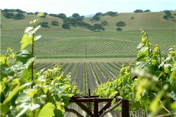 san-bernabe vineyards