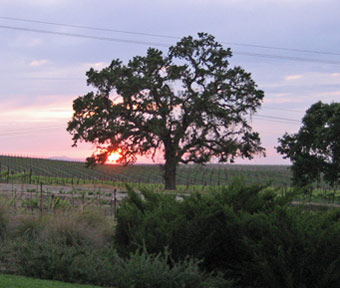 Sunset at Bianchi Winery