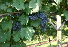 Tannat grapes