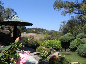  vineyard-view-from-pagoda-3.jpg